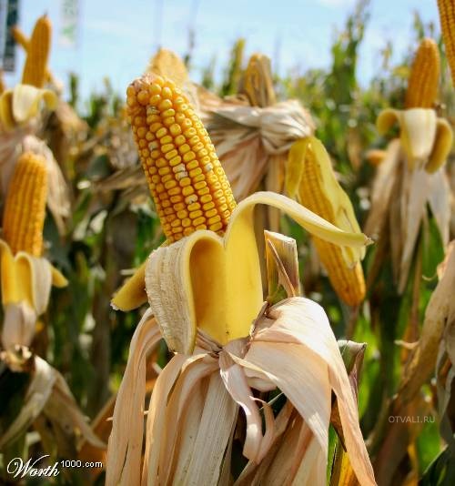 [transgenicos38.jpg]