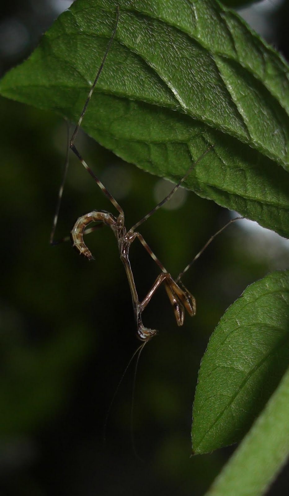 Photography & Me: Colourful, Tiny, But Deadly