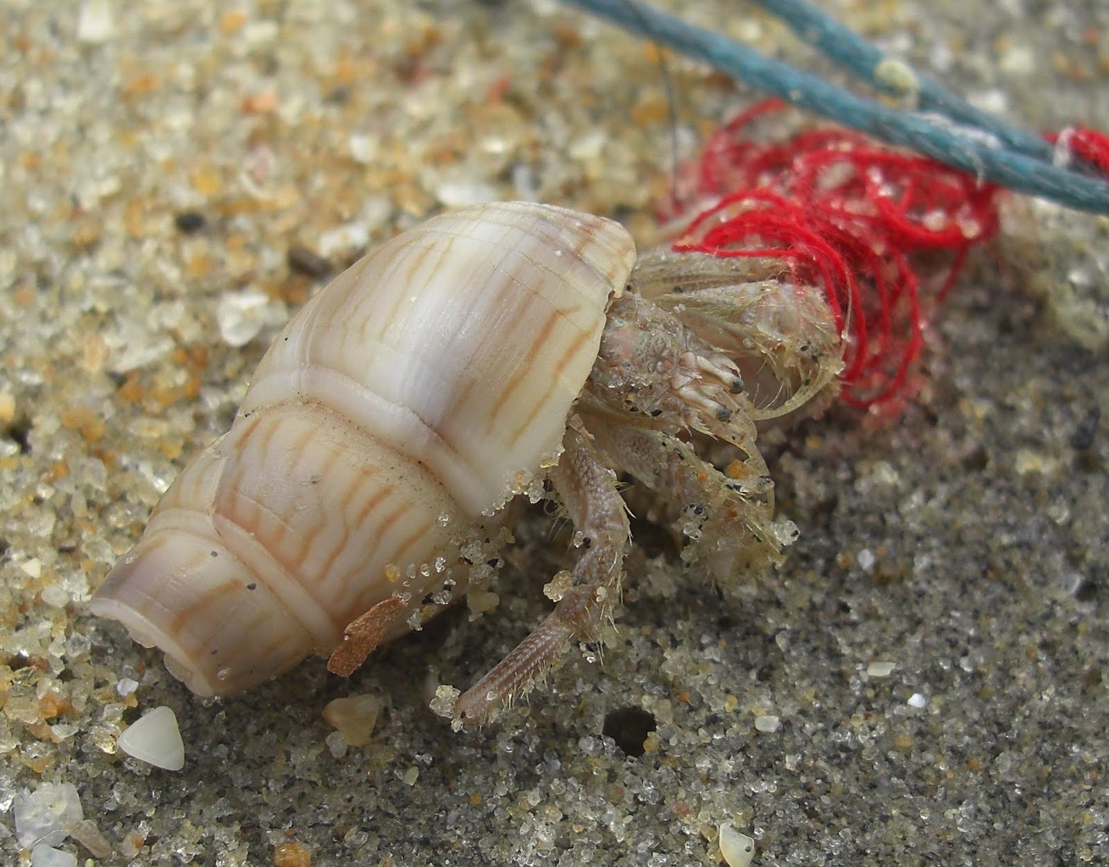 Photography & Me Hermit Crabs in Every Shell