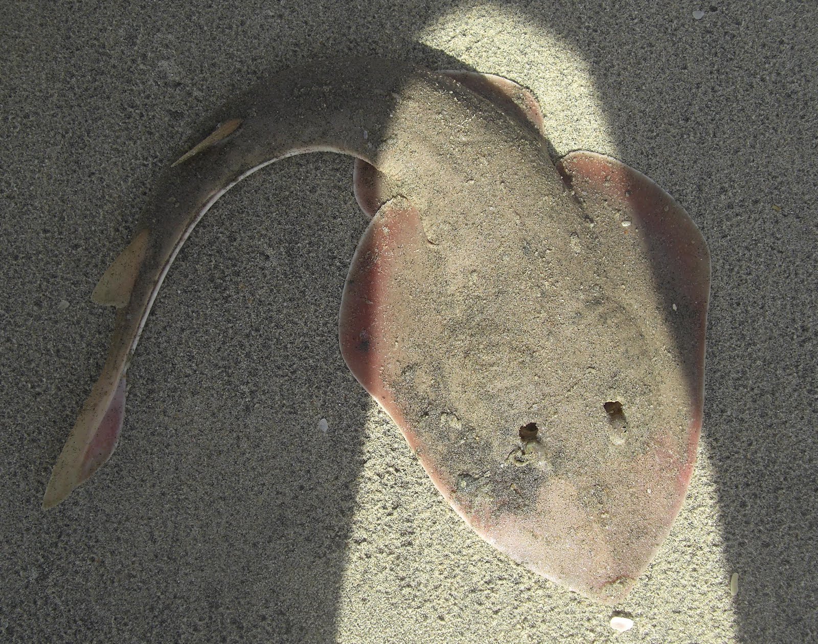 Photography & Me: A Semi-Flat Shark