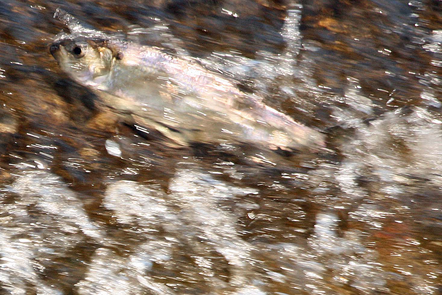 nature tales and camera trails Gaspereau on the move; up the North