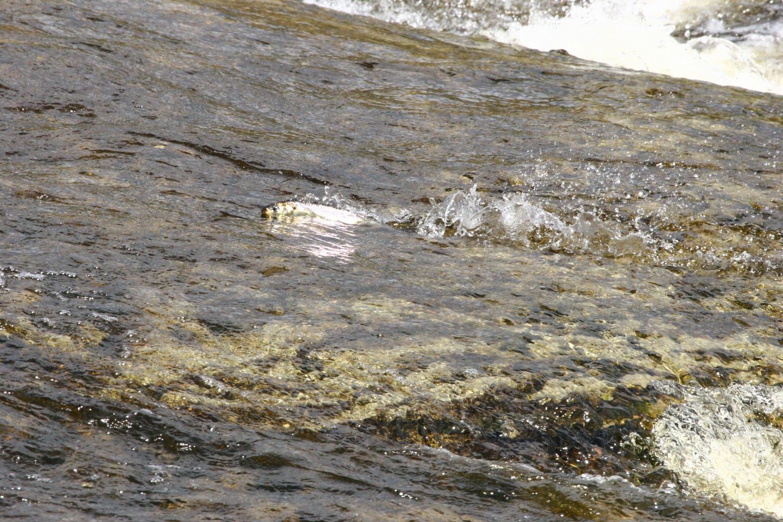 nature tales and camera trails Gaspereau on the move; up the North