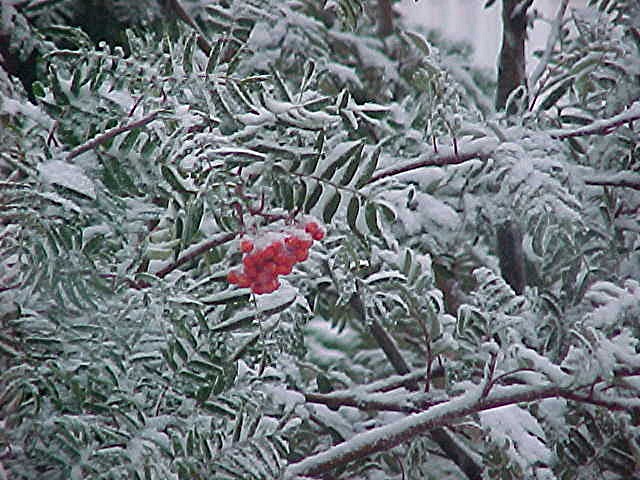 [red+berries+in+snow.JPG]