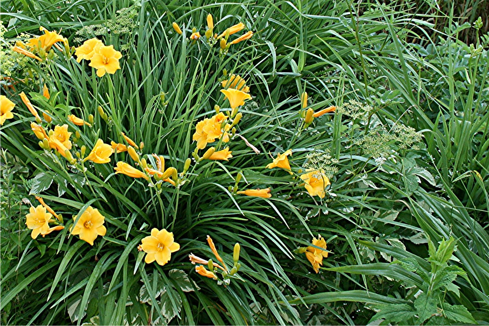 nature tales and camera trails yellow in my garden for mellow yellow