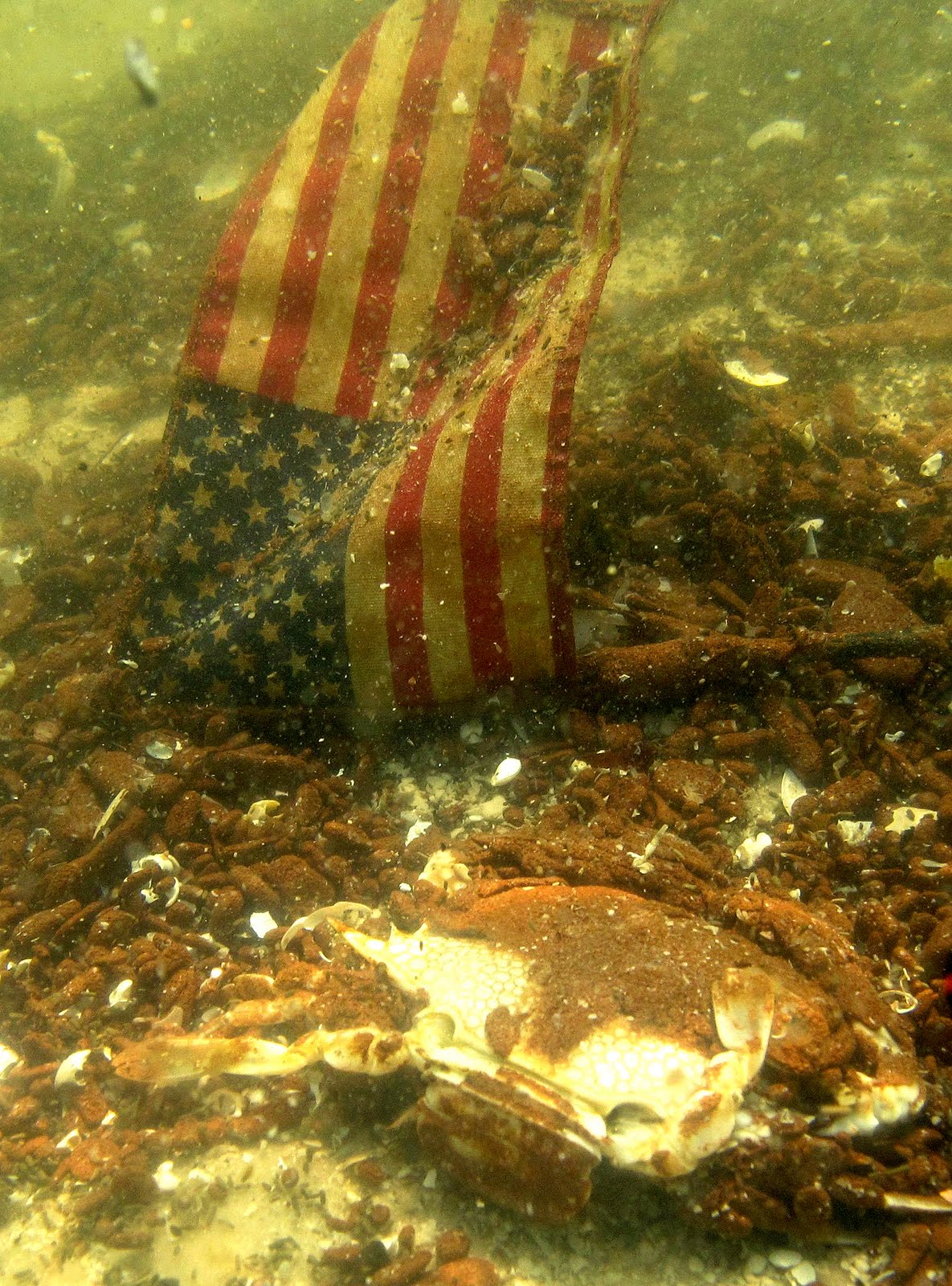 http://3.bp.blogspot.com/_xRraVcfa3GM/TCVmhfQGTBI/AAAAAAAACR4/OJy-AB6krAM/s1600/oil-covered-speckled-crab-with-american-flag.jpg