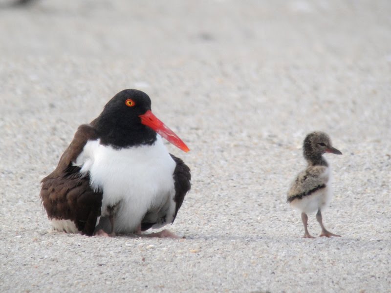 View from the Cape American Oystercatcher Baby