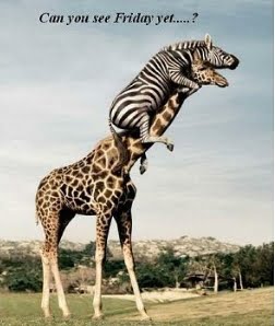 It's been a long...: Oh ... you silly animals ...