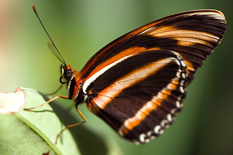 Stunning Butterfly Coloring Book Picture for Mobile