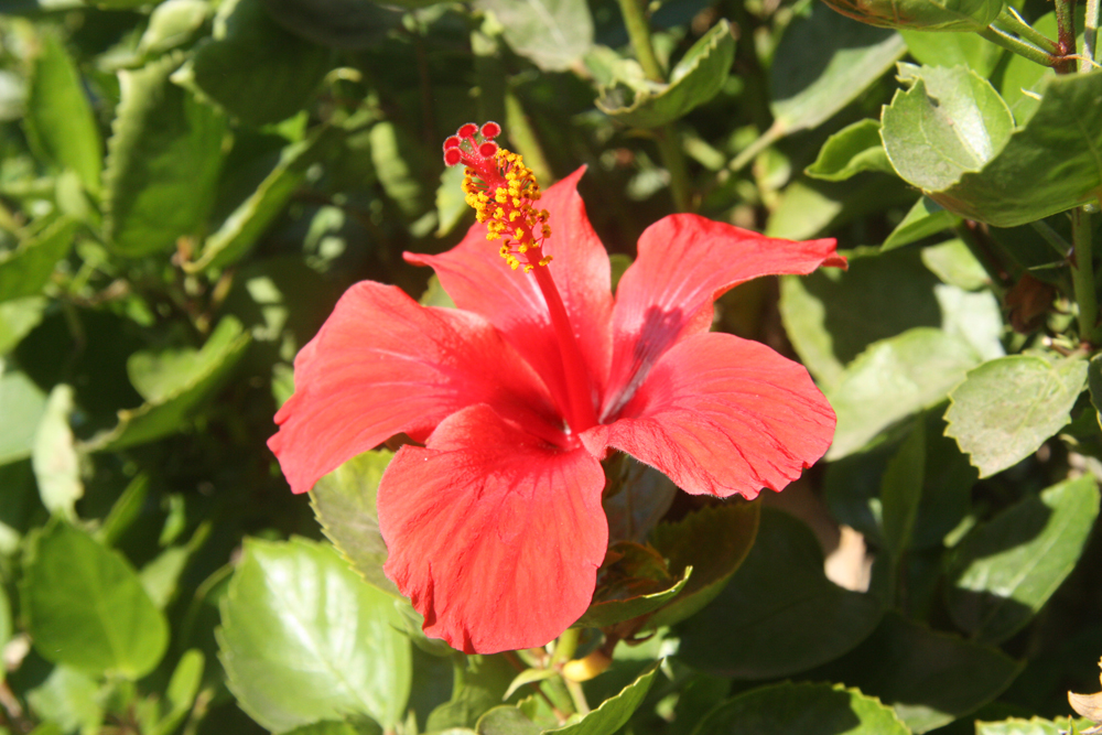 гибискус суданская роза. туапсентия цветок египта. гибискус египетский цветок. гибискус тиволи. растения египта названия.