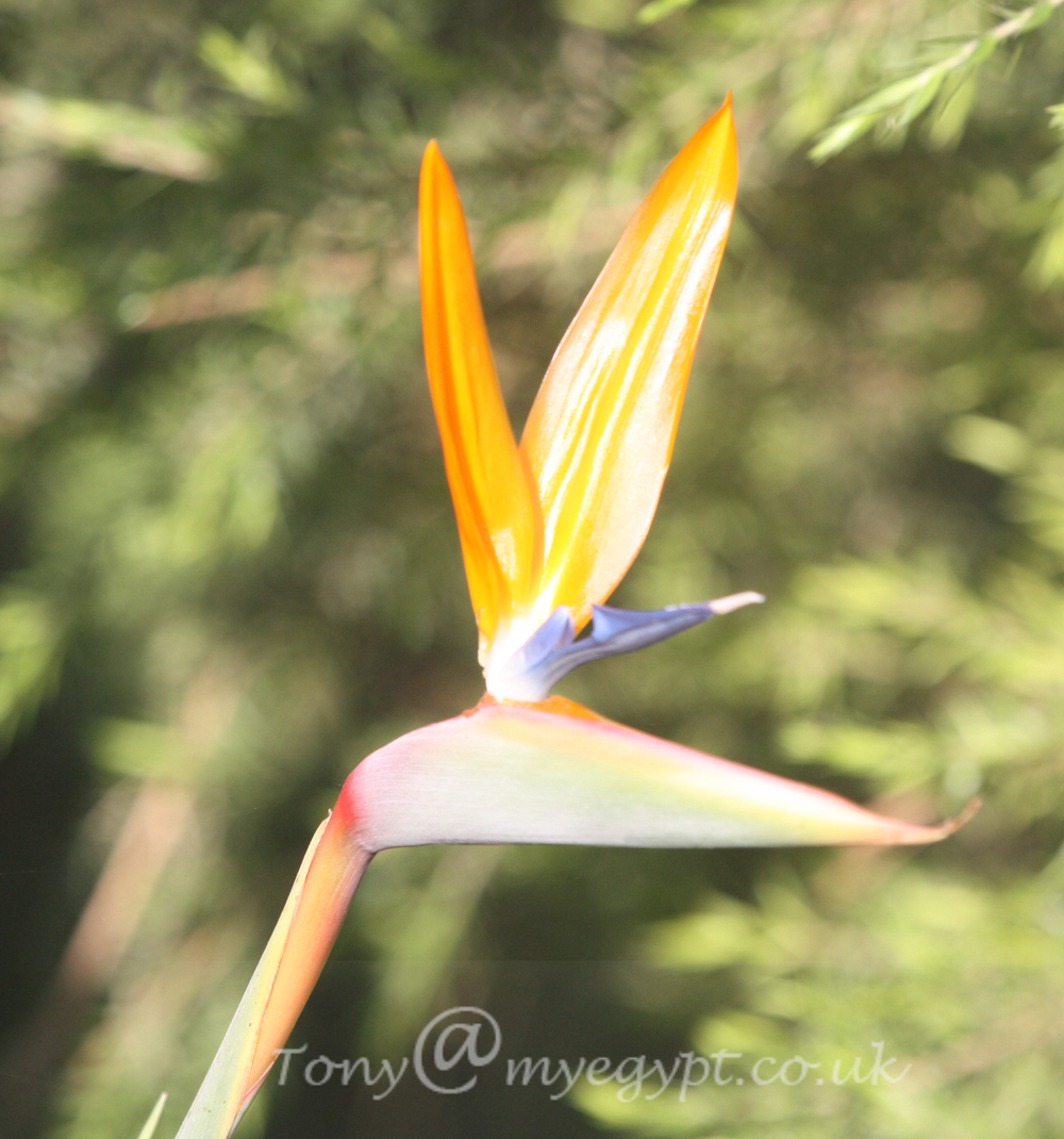 Mainkan Akun Demo Slot Online Gacor Anti Rungkad Pragmatic Play GRATIS - Pastelink.net