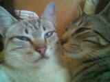 [gatos.jpg]