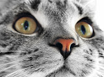 Here kitty, kitty.....