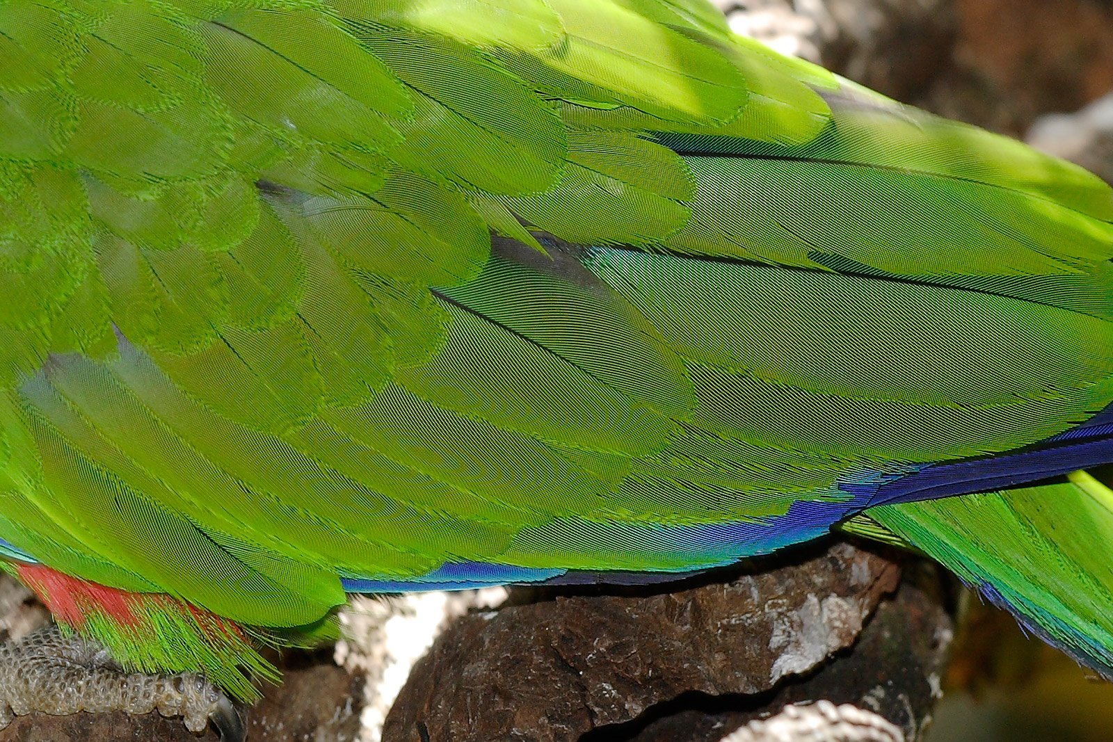 [Moire_on_parrot_feathers.jpg]