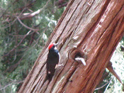 Woodpecker on Redwood