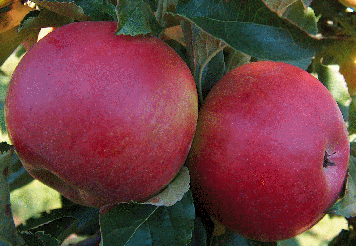 Süßkartoffel Pommes Mit Rosmarin — Rezepte Suchen