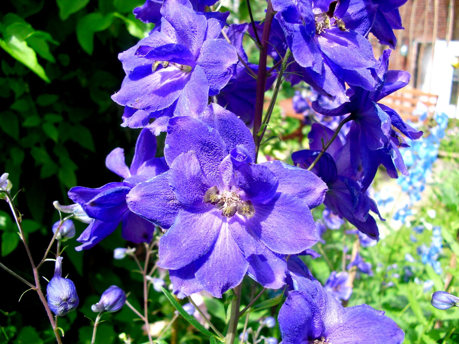 Mauerblumen: Rittersporn