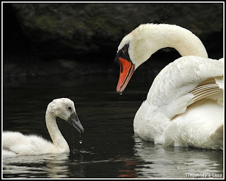 St Helens Swan