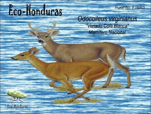 florayfauna-honduras: Fauna de Honduras en peligro de extinción