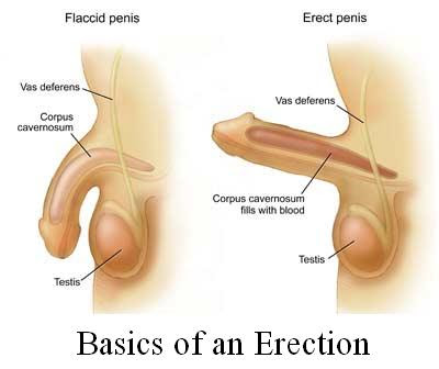 tongkat ali erection