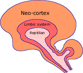 human reptilan brain