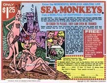 Liberate le Scimmie di Mare