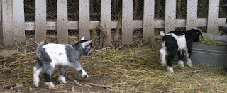 Weekend in Calistoga: fainting goats Weekend in Calistoga: fainting goats
