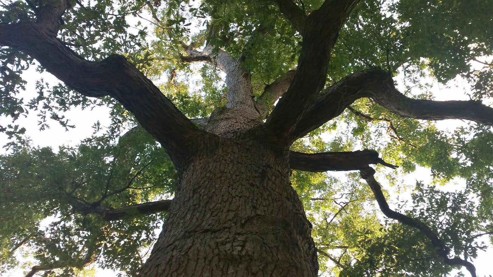 EYB Brand Ambassadors One of the oldest trees in Columbus