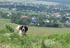 Prezentare - Mitocu Dragomirnei, Suceava