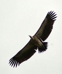 [200px-Long_billed_vulture.jpg]