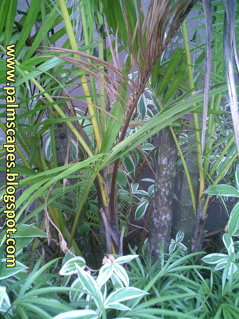 PalmScapes The Ivory Crownshaft Palm