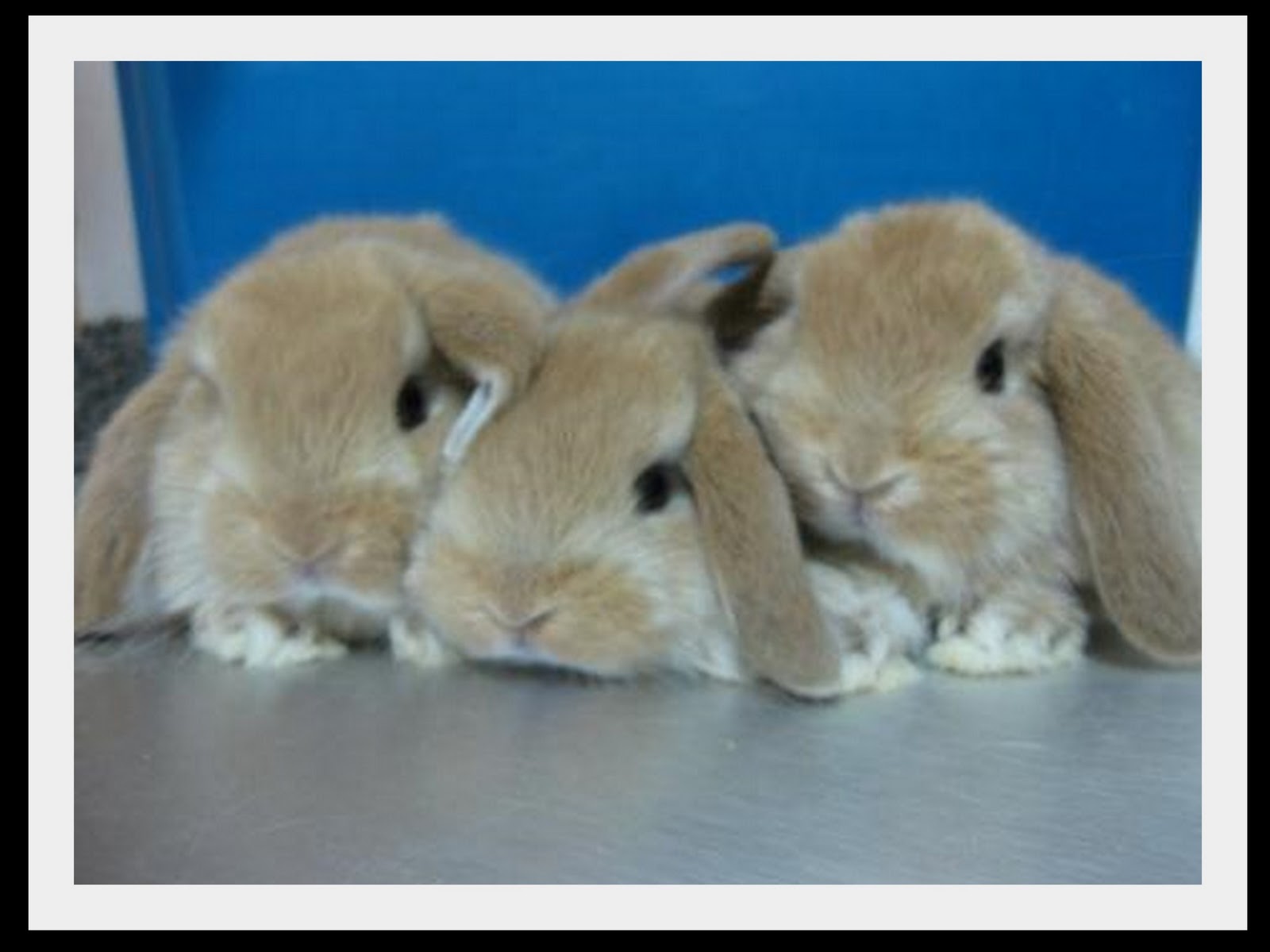THUMP The Farm Orange Holland Lop Babies SOLD