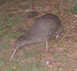 kiwi bird spotted birds fly facts wings its society formations migrating ducks geese often shape interesting