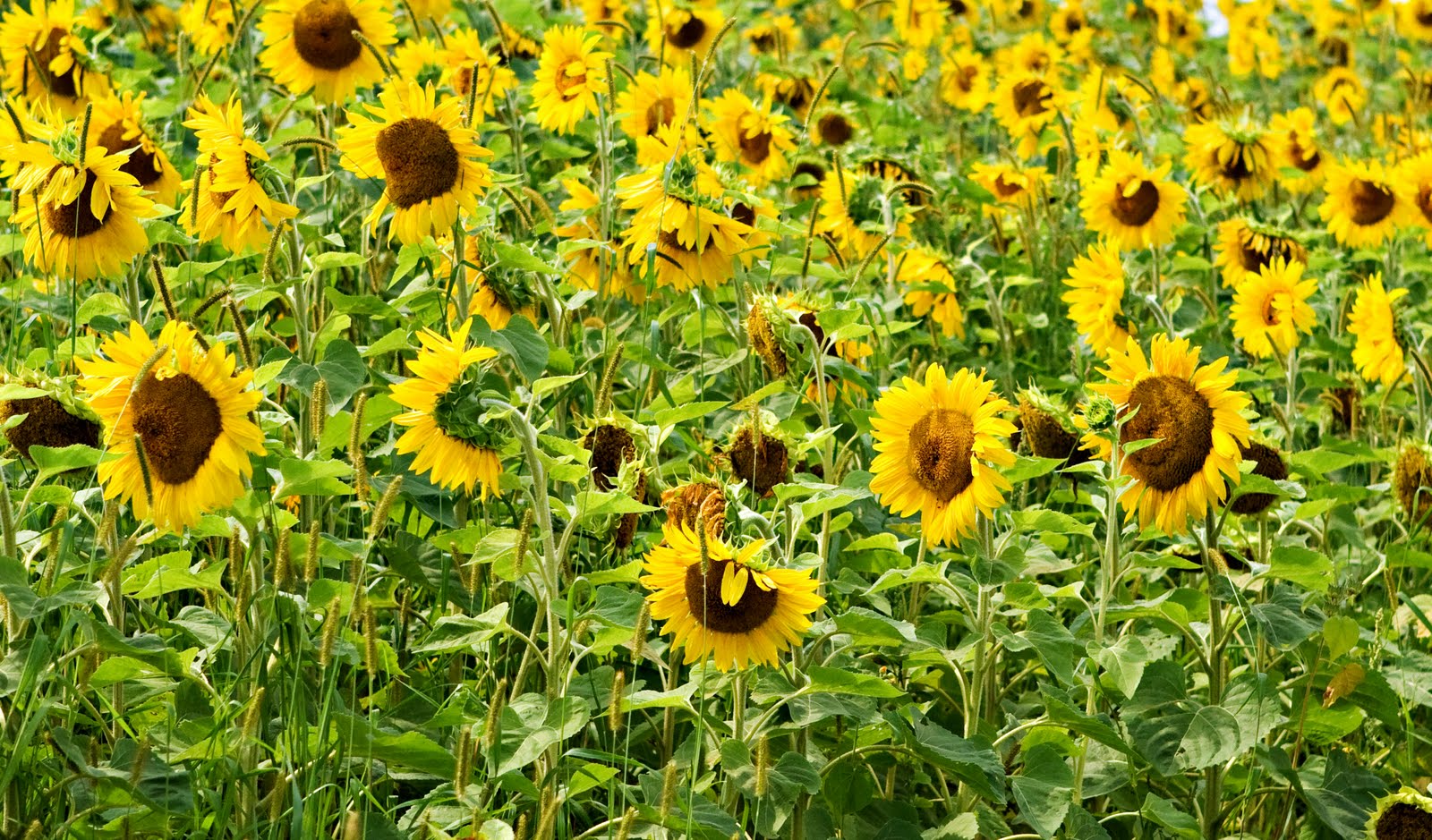 [0908_sunflowers_0004+copy.jpg]