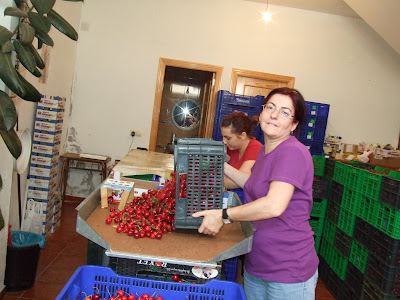 NADIE COMO TU: LA CERECERA EN NAVACONCEJO