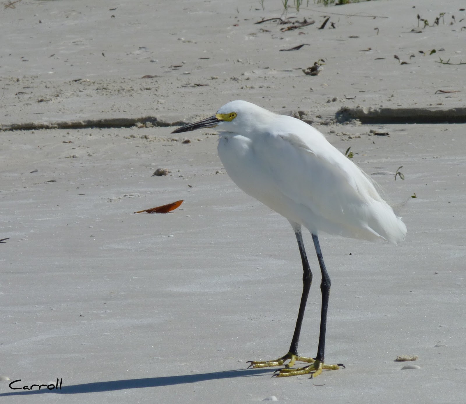 Into the Woods and Elsewhere Florida beach birds and others