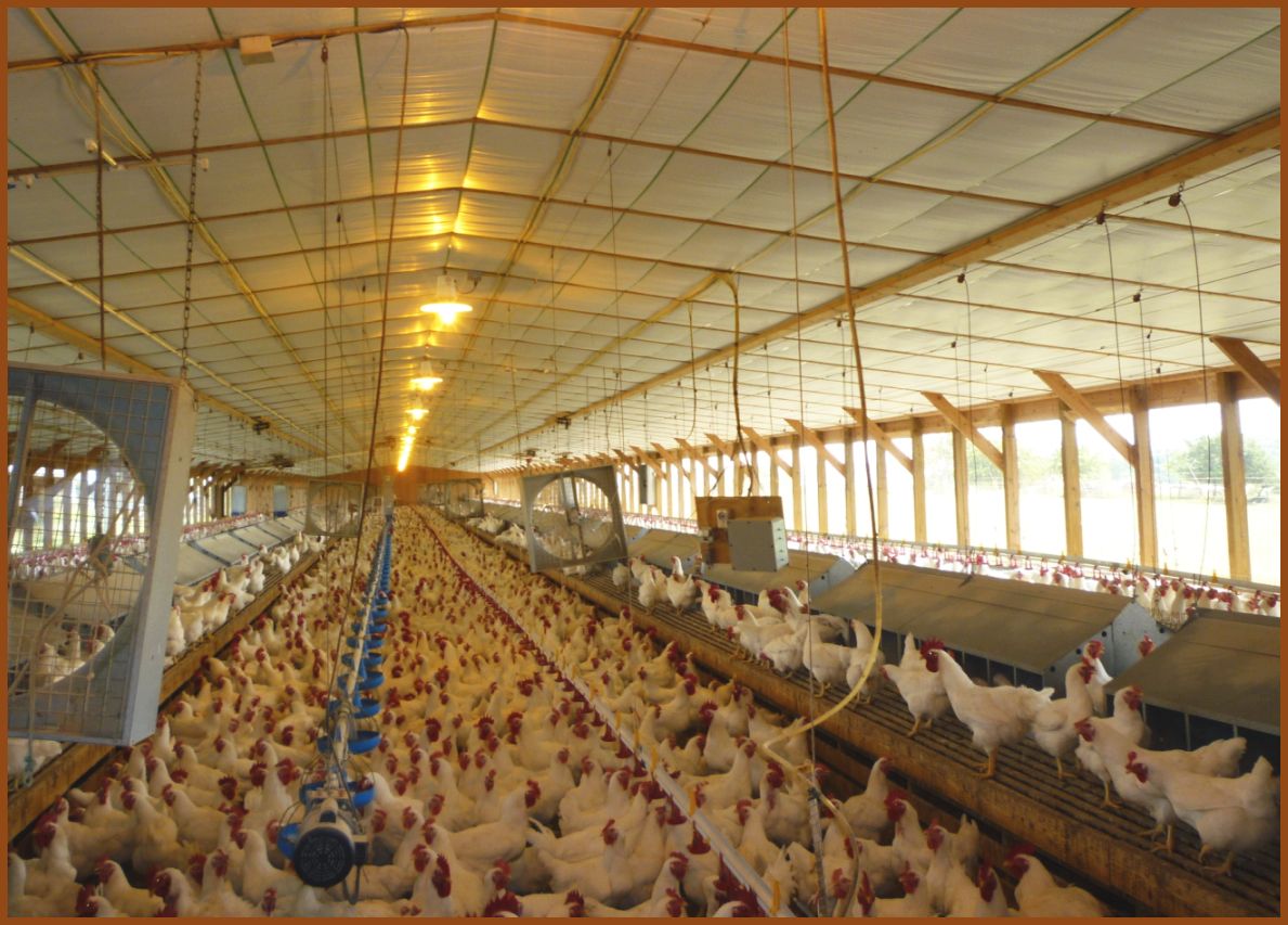 Sailing with the Suters Chicken Egg Farm