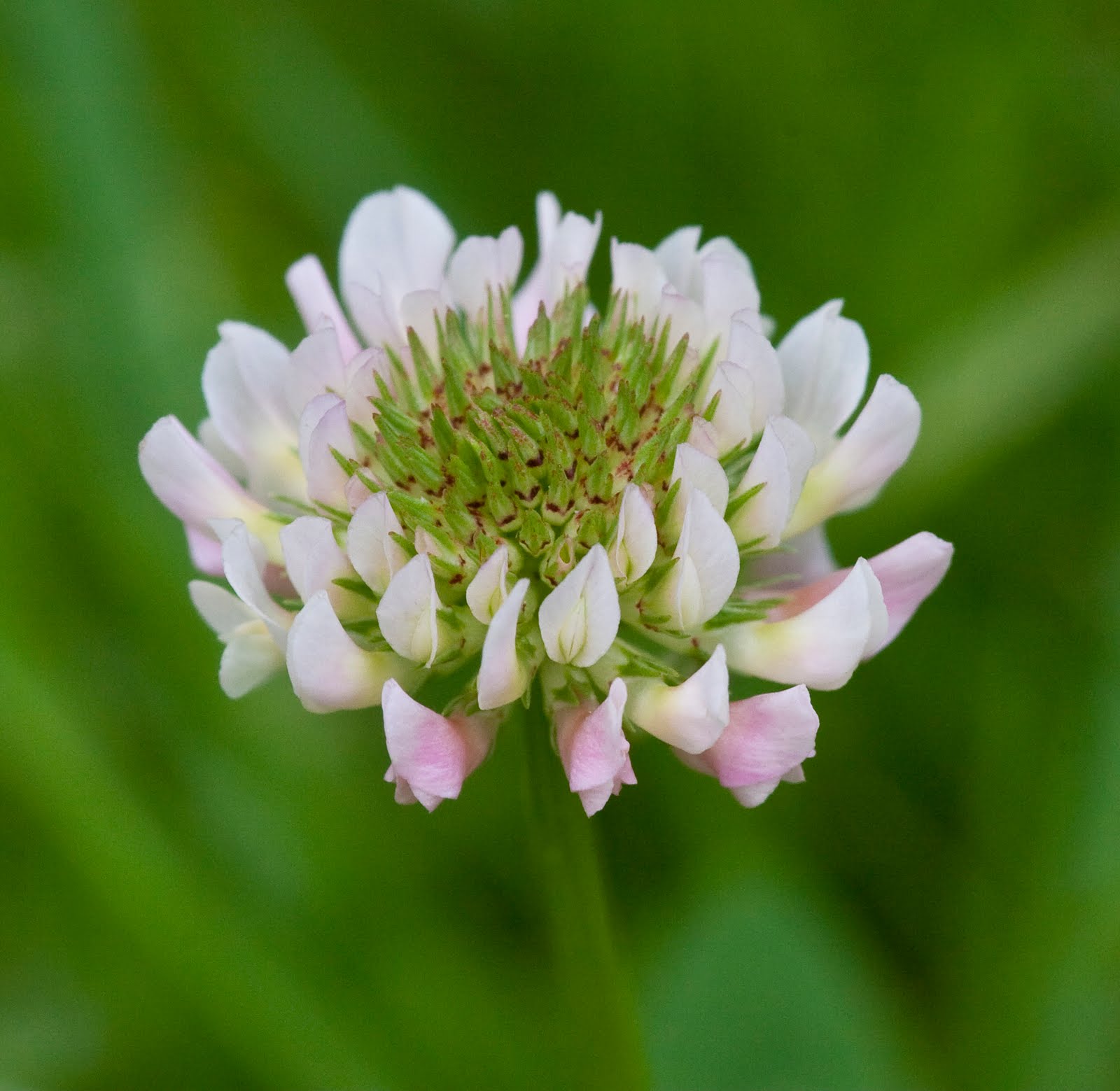 NWflora White Clover, Trifolium repens