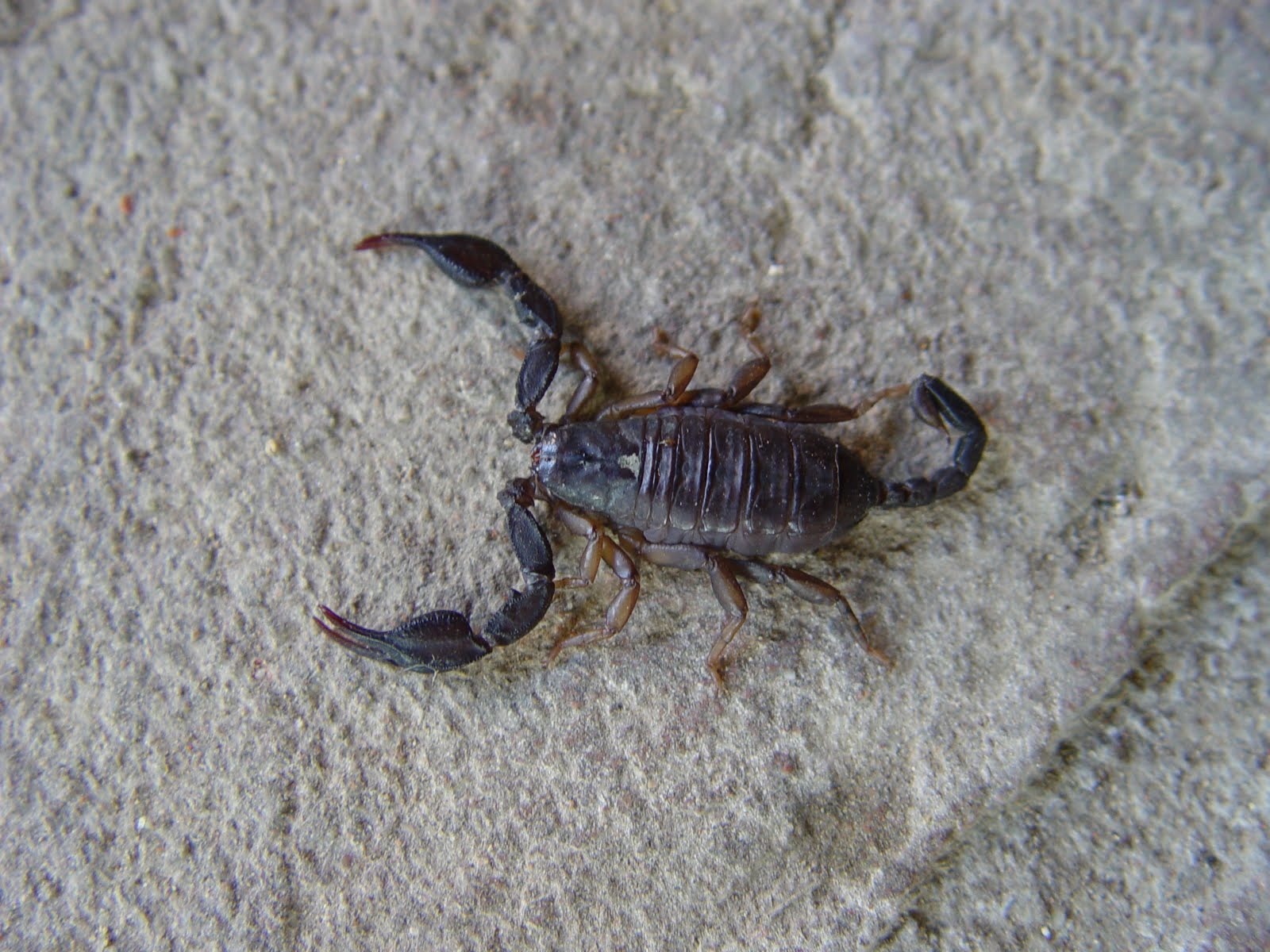 Tutti Pazzi Per Le Piante SCORPIONI IN ITALIA