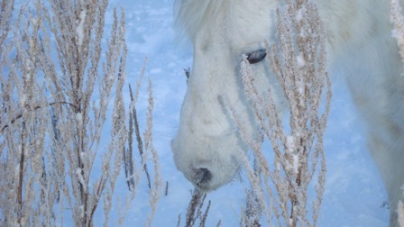 Angel Pony