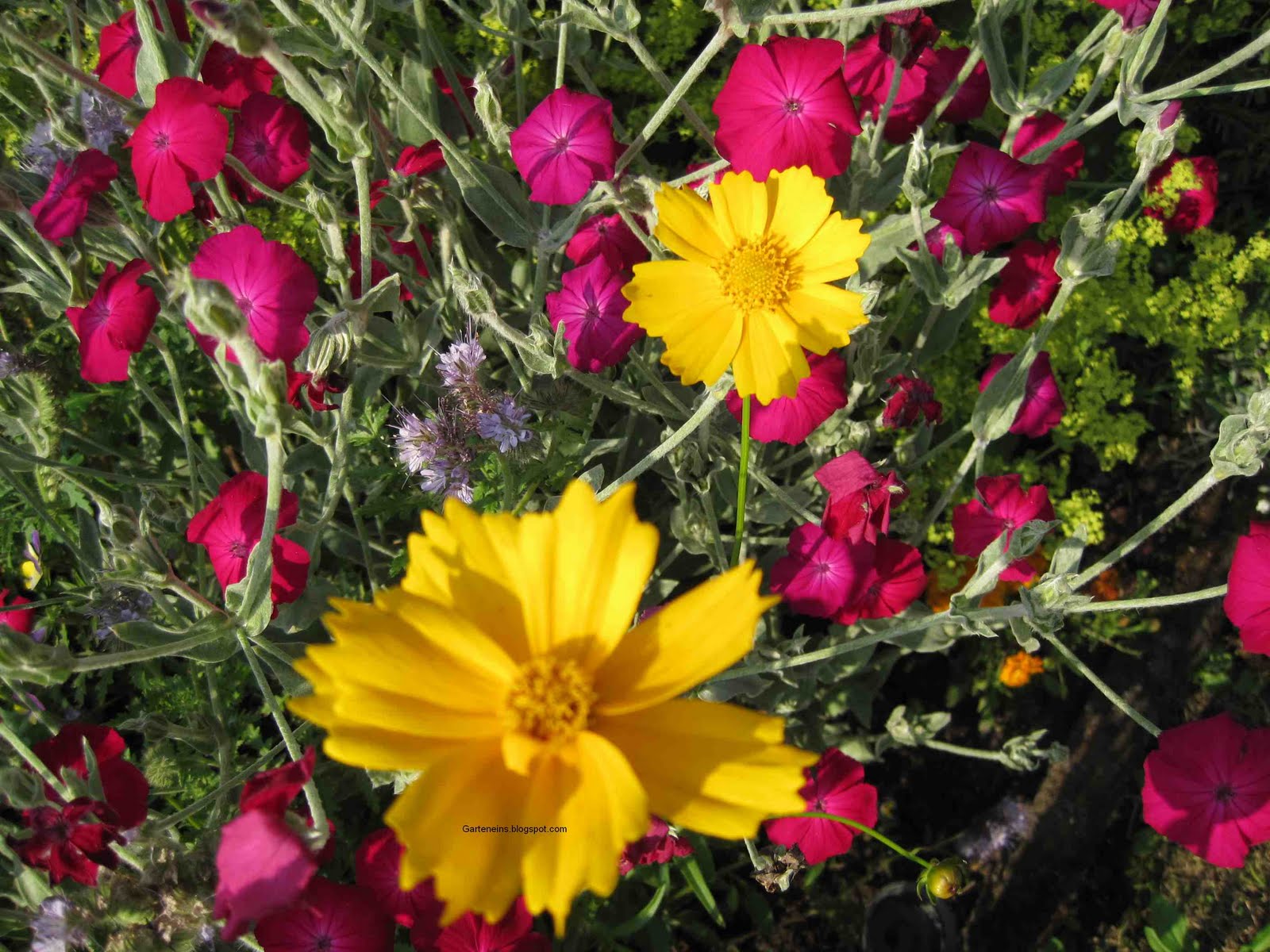 Garten Eins Wildblumen