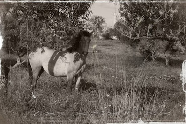 Um Olhar Atento By MariaSantosms Photography