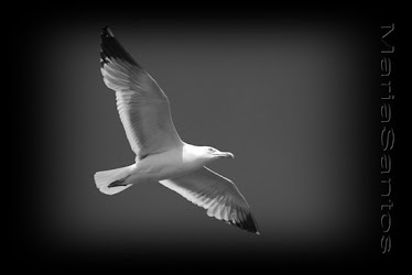 Alone By MariaSantosms Photography