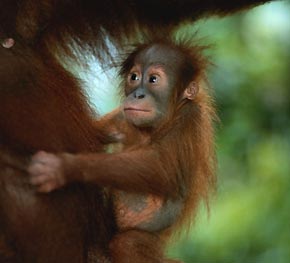 [big-eyes-little-baby-orangutan-hugging-mom.jpg]