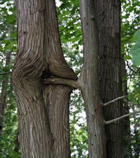Funny Fridays: Funny Really Rude Trees