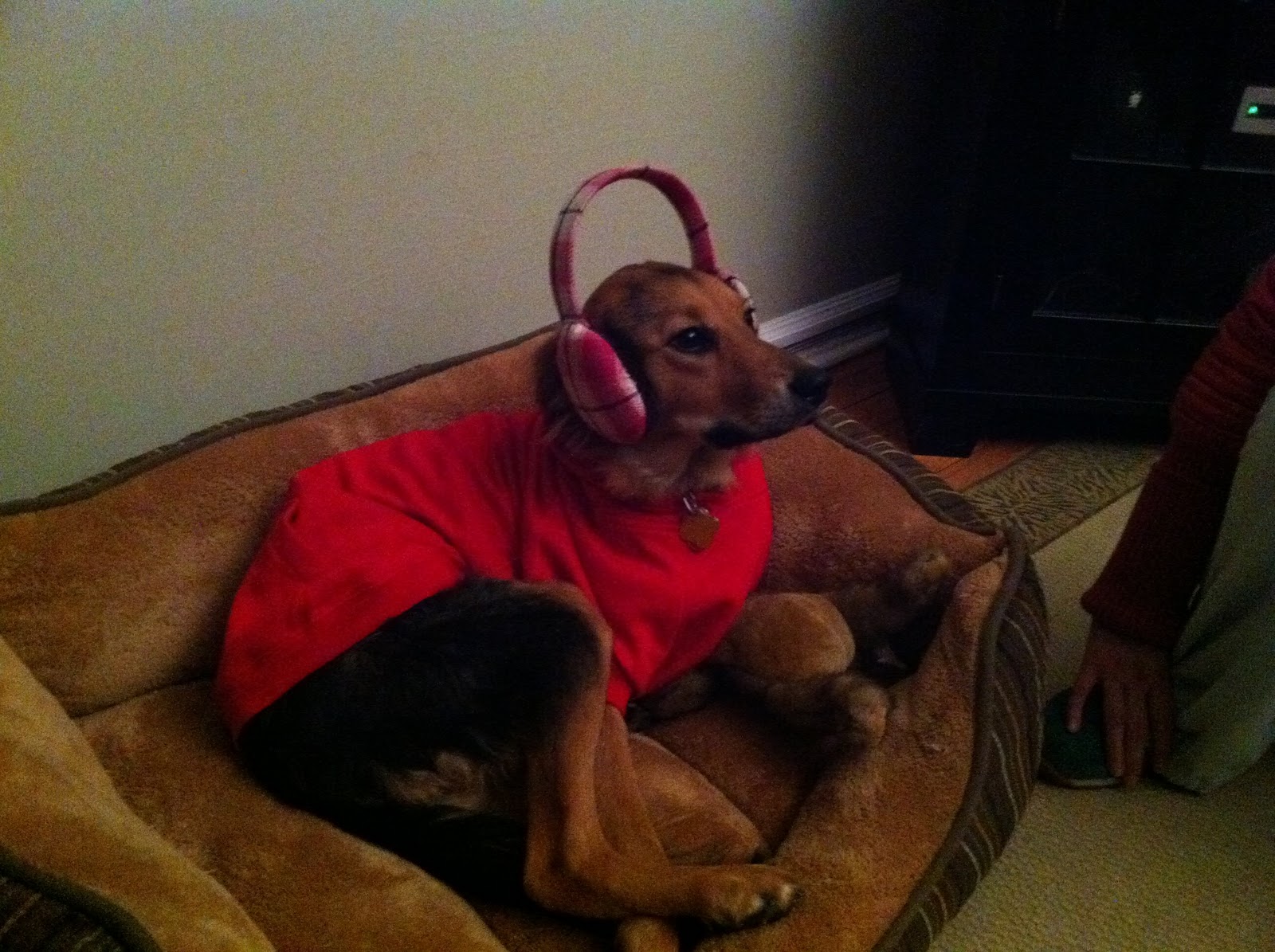 Ifi's Animal Blog The Campaign to Put Clothes on Animals