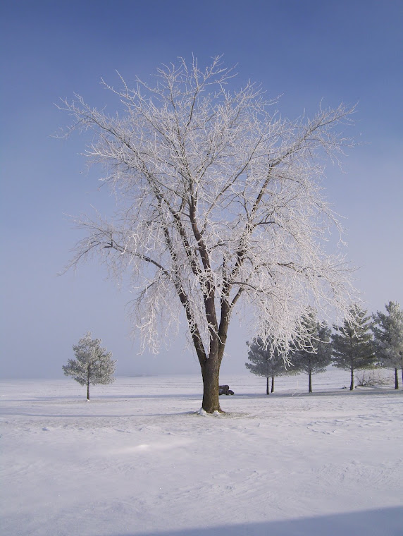 Another snow picture.