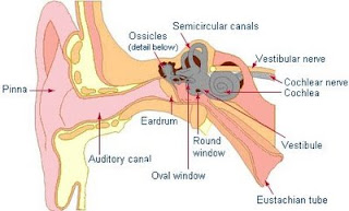 Physiology physics woven fine: Hearing Involves Sound Physics