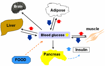 [Glucose+metabolism]