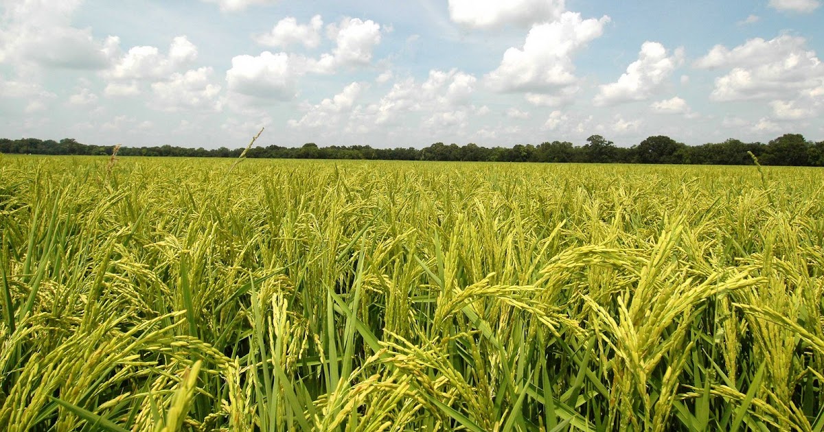 LSU AgCenter Rice Research Station Rice Crop Maturing lsu-agcenter-rice-research-station-rice-crop-maturing