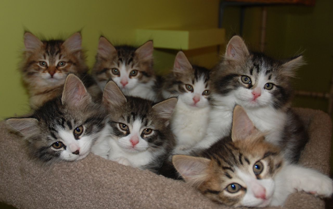 A Group Of Kittens 107